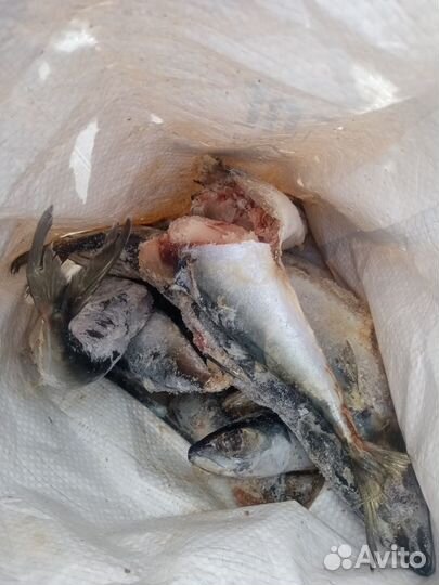 Рыба на корм животным