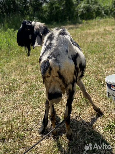 Козлики ч/п нубийские продажа и покрытие