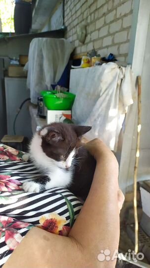 Котенок в дар