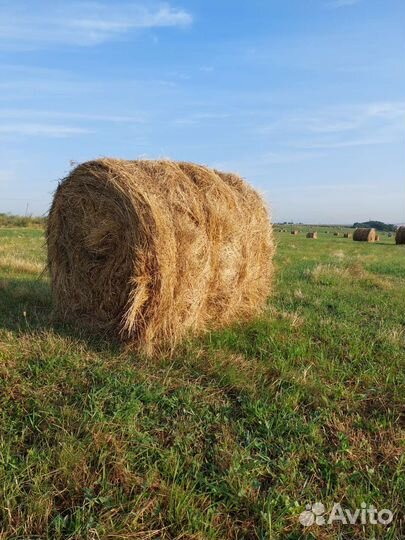 Продукты питания для животных