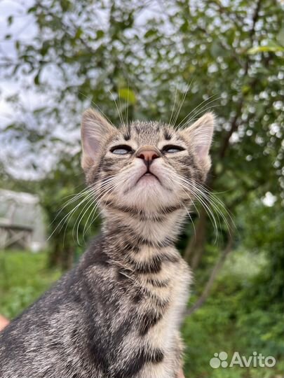 Котенок в добрые руки