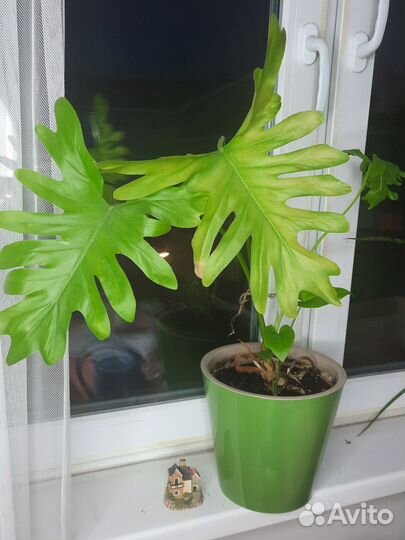 Комнатные цветы фиалки