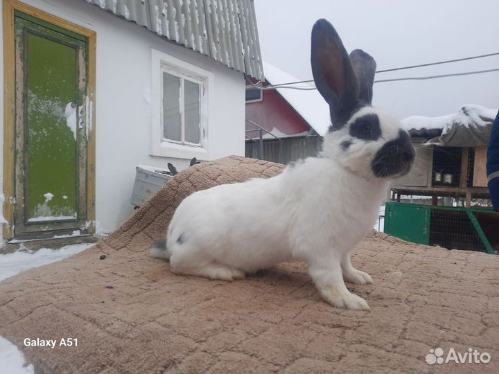 Немецкий Пёстрый Великан нпв (Строкач)