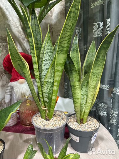 Сансевиерия вайт тайгер,металлика,ханни,лаурети