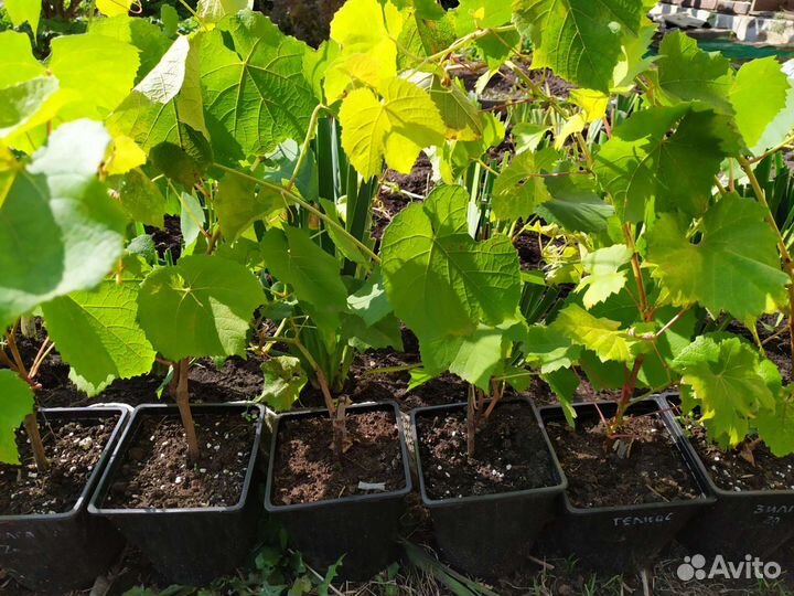 Саженцы винограда