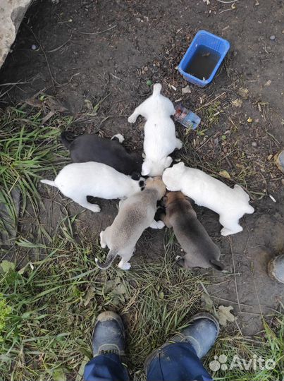 Отдадим щенков в добрые руки