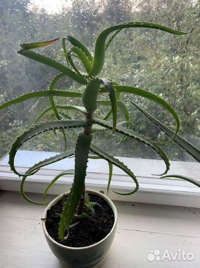 Алоэ с горшком
