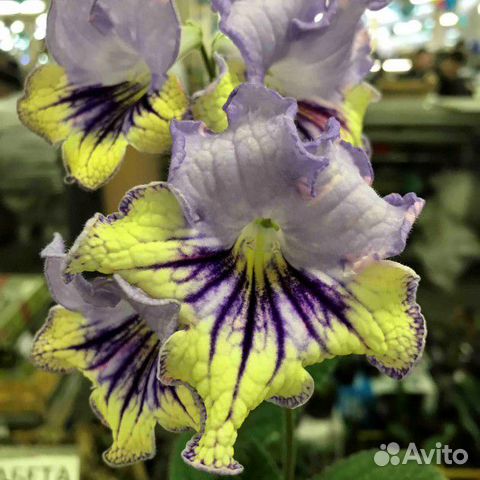 Стрептокарпус DS Perfect