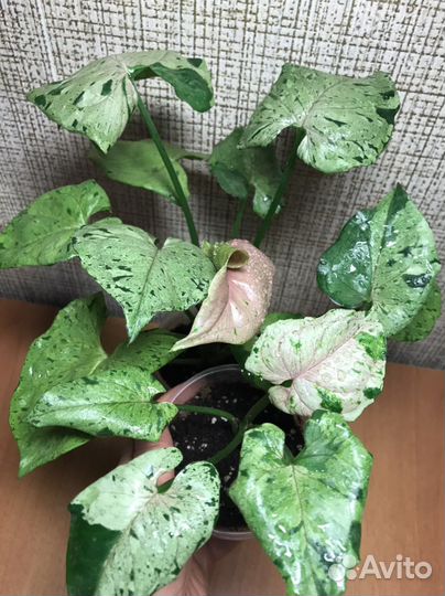 Сингониумы редкие коллекционные