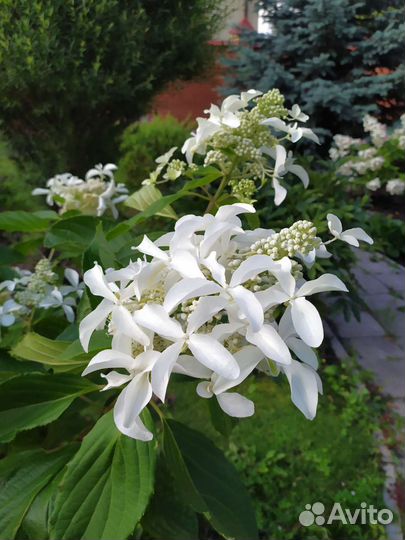 Гортензия метельчатая