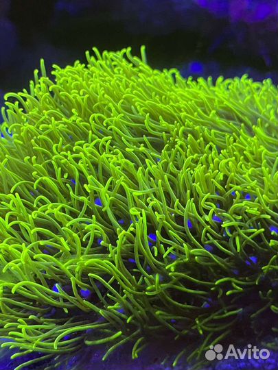 Продам кораллы