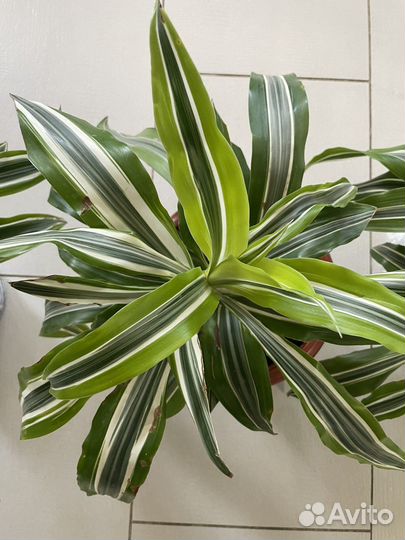 Комнатные цветы пальма драцена