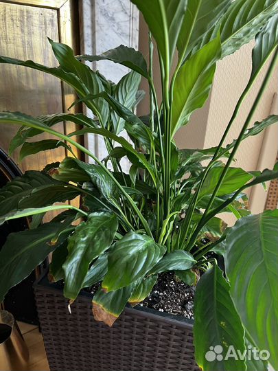 Спатифиллум (женское счастье) взрослый