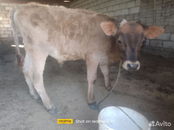 Бычки телята 4-5 мес