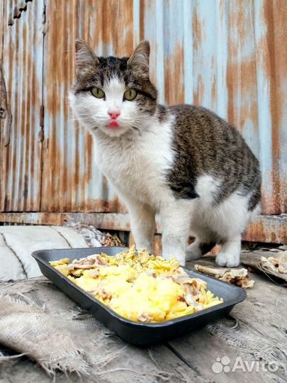 Кошечка ищет заботливых хозяев