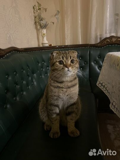 Шотландский кот