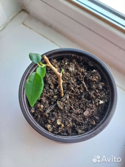 Фикус Бенджамина