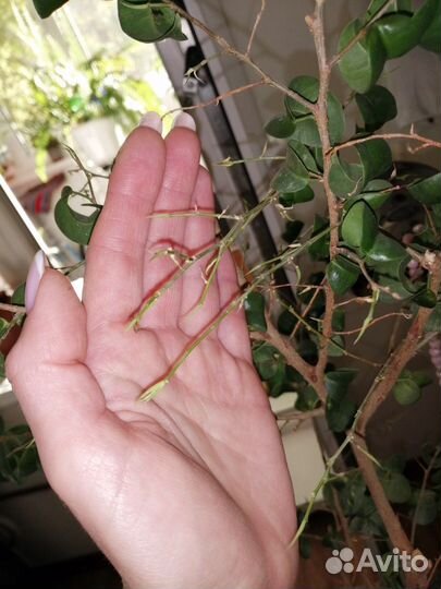 Фикус Барок (83см)