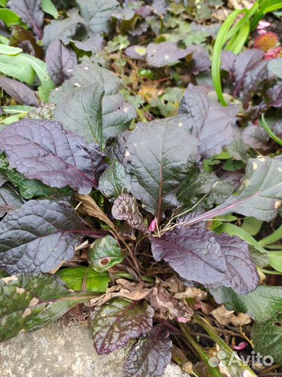 Почвопокровные растения