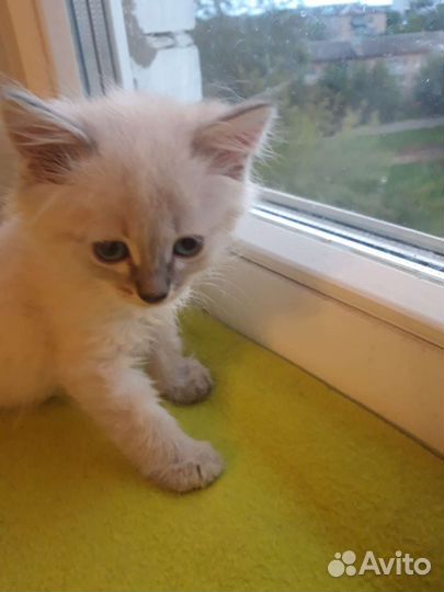 Сиамский котенок