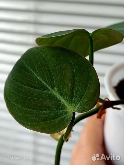 Филодендрон