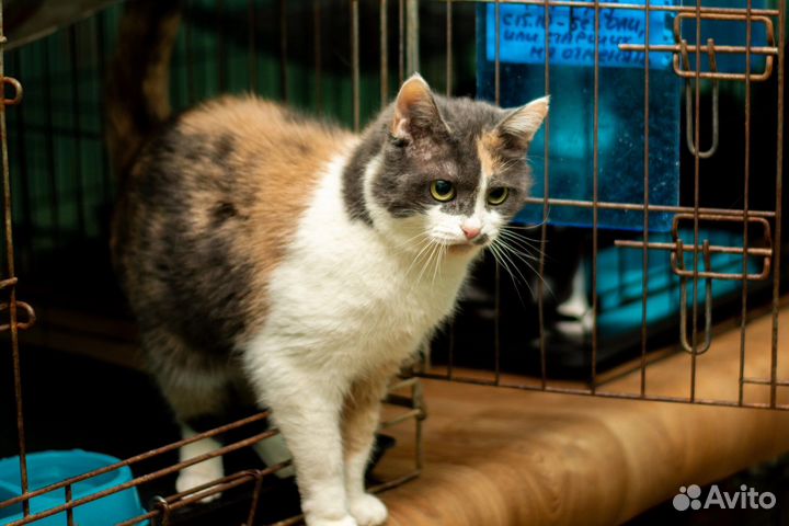 Плюша ищет дом