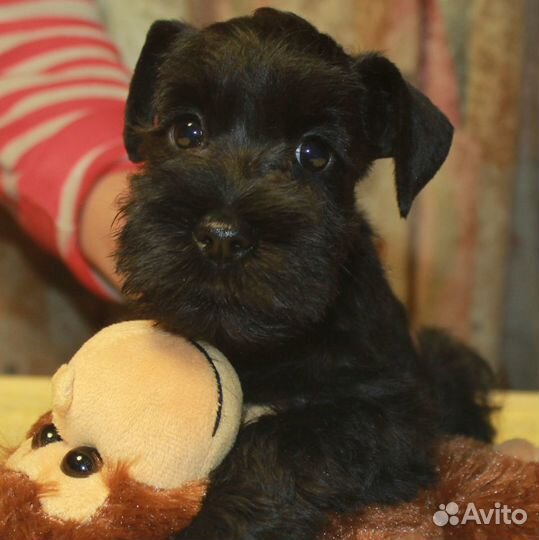 Щенки цвергшнауцера черного окраса