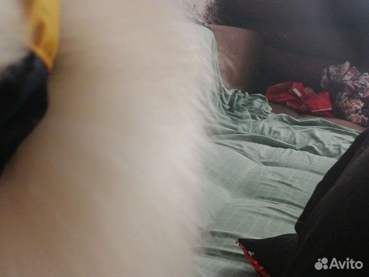 Шапка для собаки