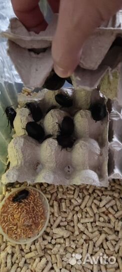 Мадагаскарские тараканы