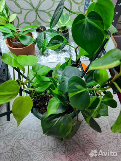 Филодендроны,сциндапсус, спатифиллум