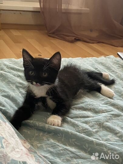 Котята в добрые руки:черненький и трехцветный