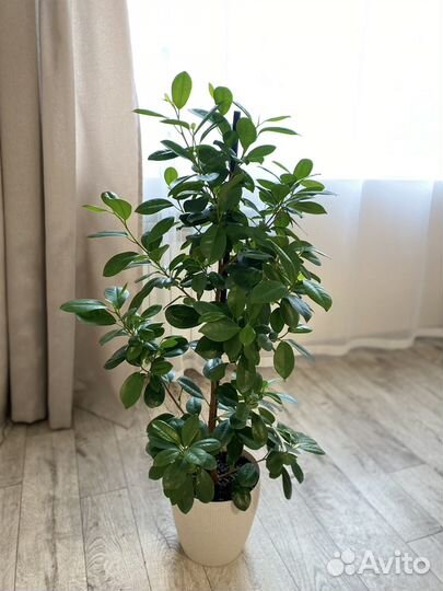 Фикус мокламе