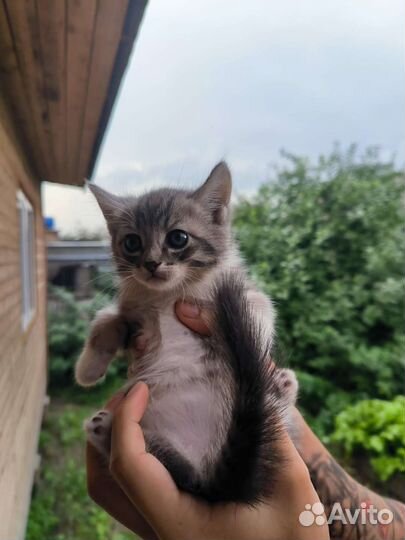 Котята в добрые руки бесплатно