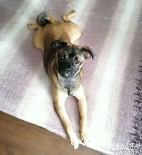 Пти брабансон мальчик