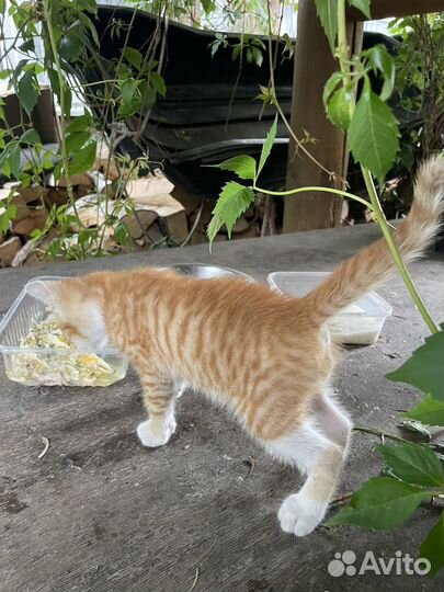 Рыжий котенок минитигр