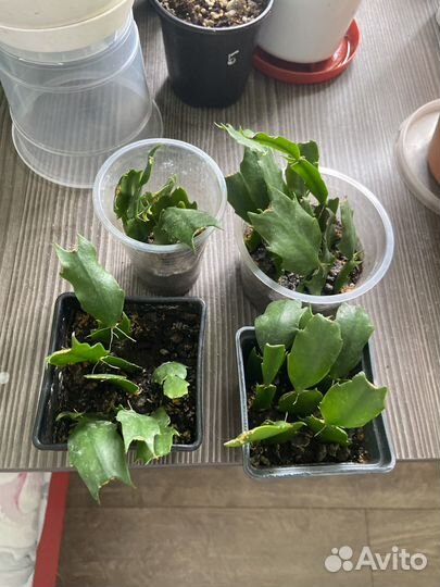 Декабрист шлюмбергера