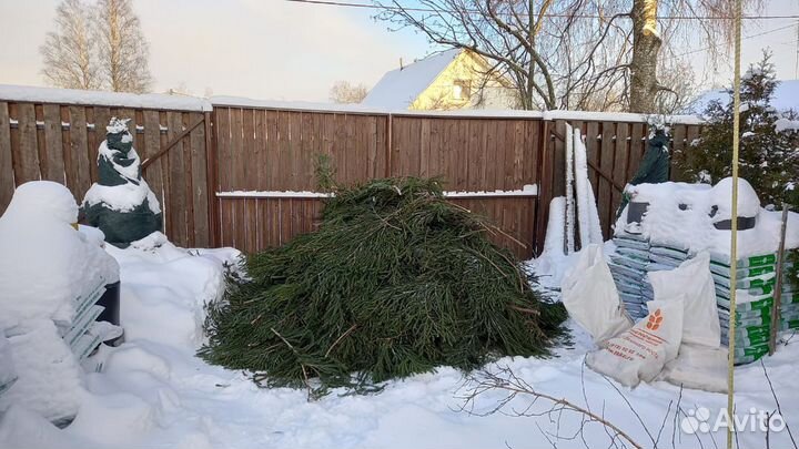 Лапник еловый, ветки,елки, лапки еловые