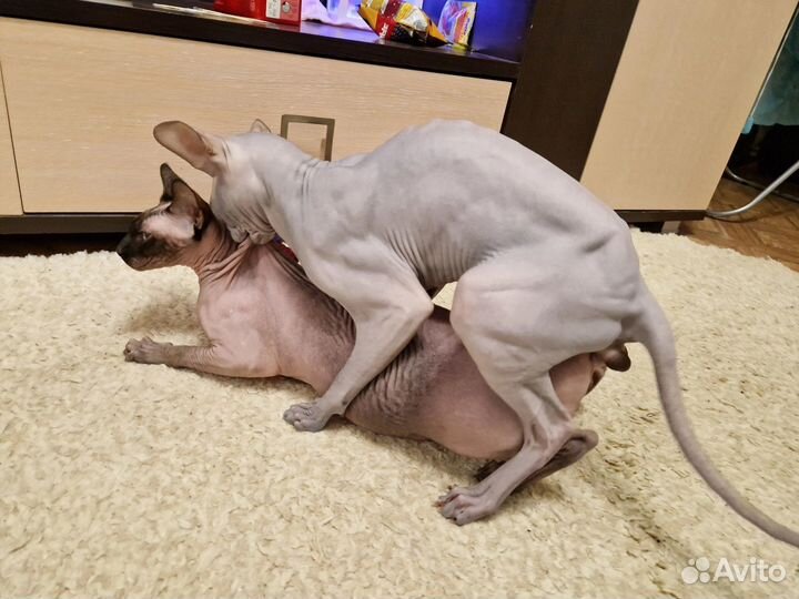 Канадский сфинкс вязка