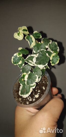 Фикусы пумилы ампельные