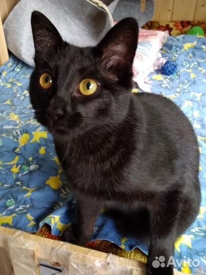 Шикарная черная кошечка ищет передержку или дом
