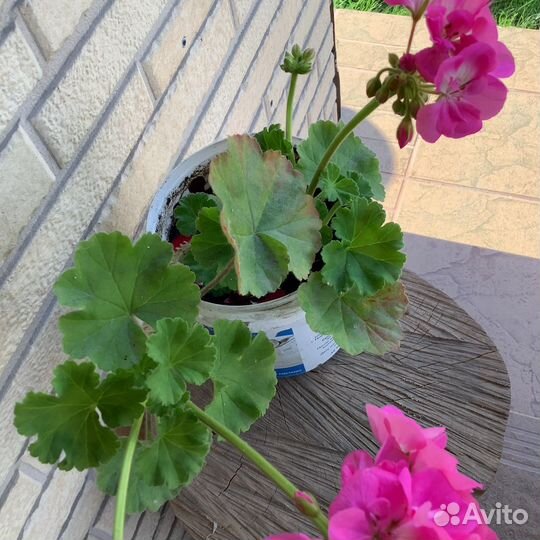 Пеларгония