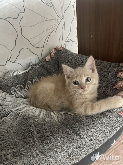 Котенок в добрые руки