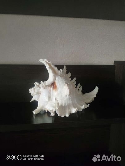 Большая морская ракушка 24см