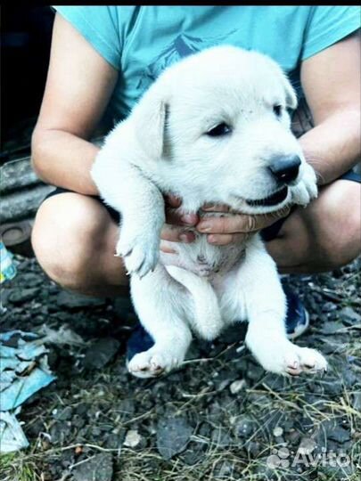 Щенки метисы в добрые руки