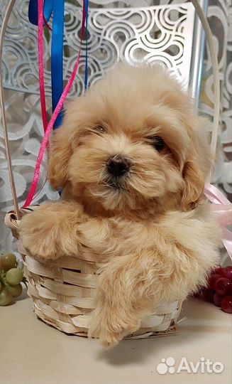 Настоящие мальтипу с документами