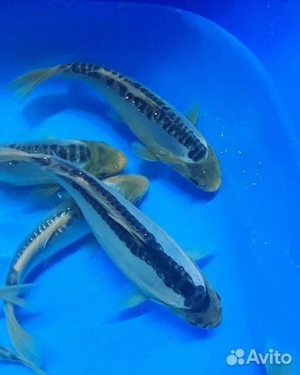 Карп кои - шисуи