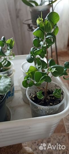 Фикус барок