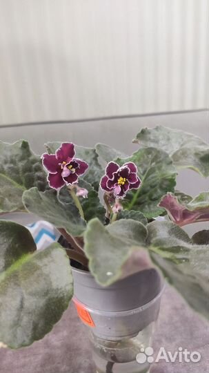 Фиалка цветущая 