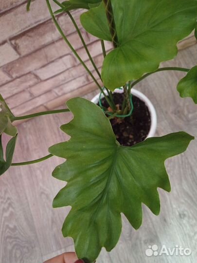 Филодендрон Shangri la