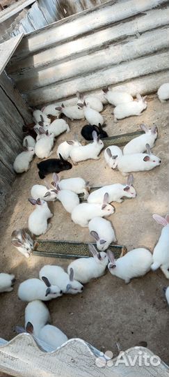 Кролики мясных пород